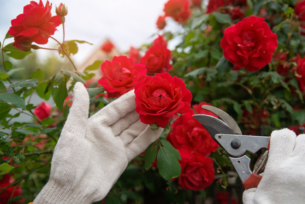 Comment tailler correctement des rosiers 