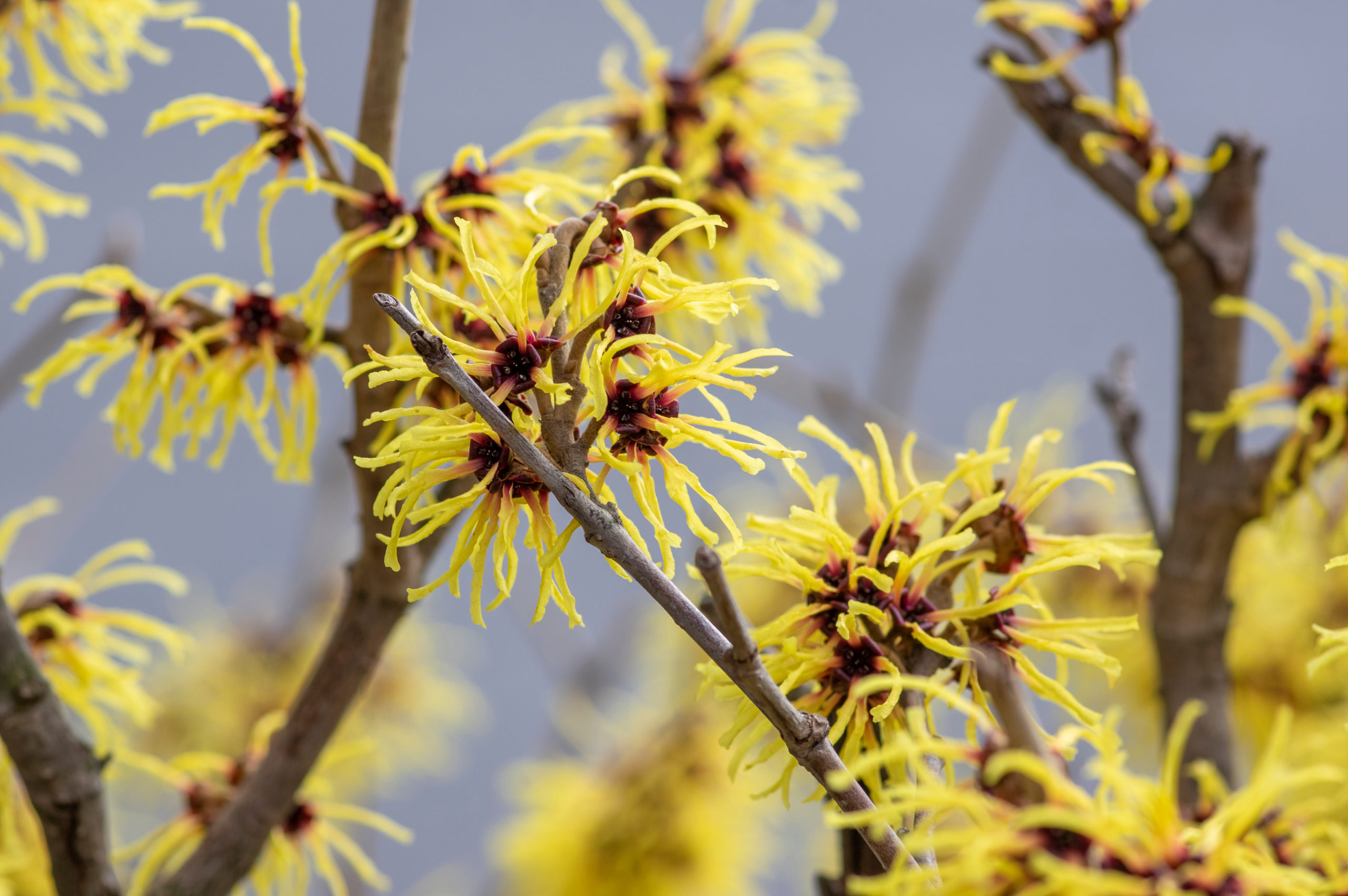 Hamamelis (x) intermedia Jelena - Noisetier de sorcière à fleurs orange