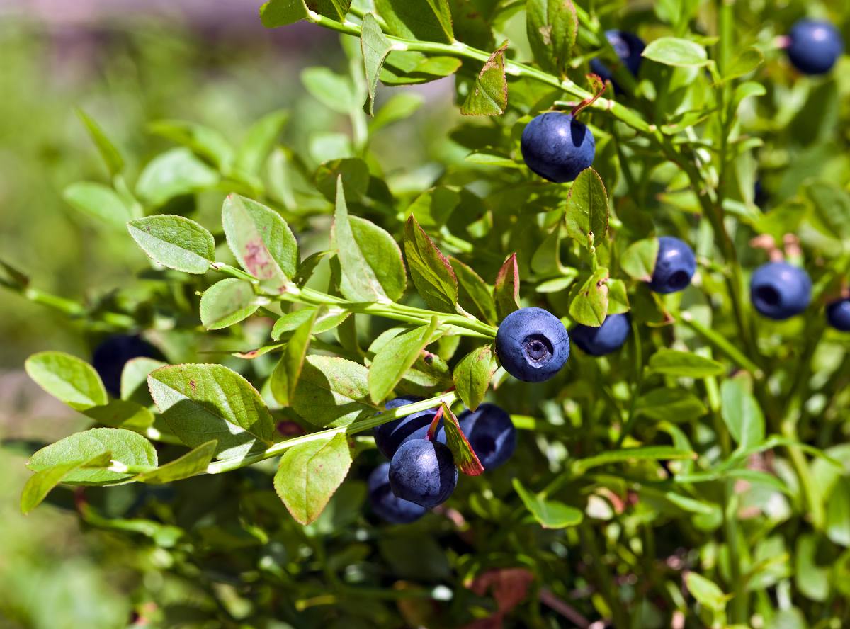 Réussir la culture des myrtilliers 