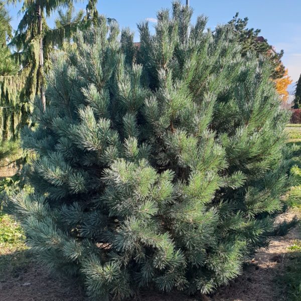 Pin sylvestre Watereri - Pinus