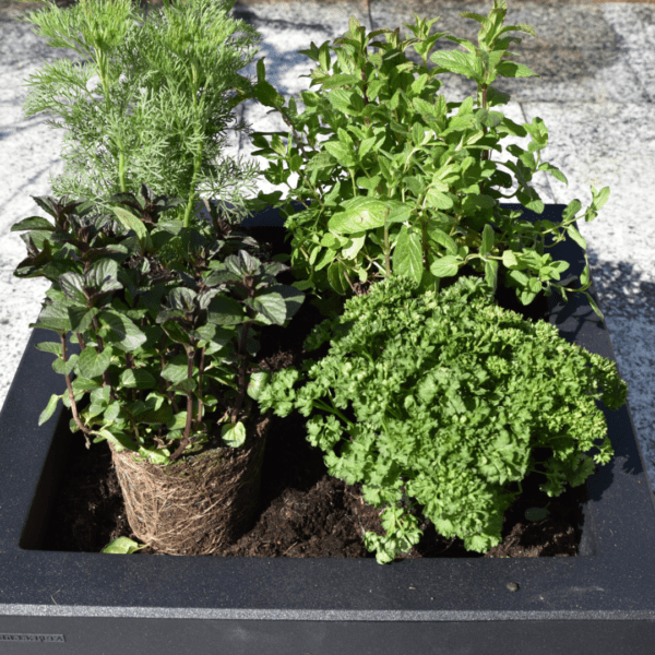 Forfait pour plantation de bacs – Image 5