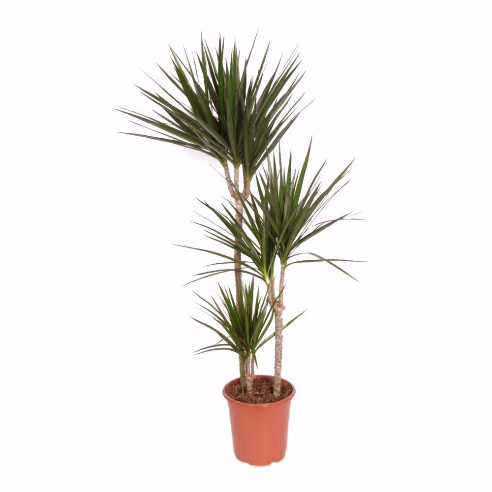 DIFFUSION 602663 Plante artificiel dragonnier de Madagascar – H.170 cm