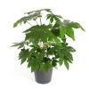 Aralia du Japon