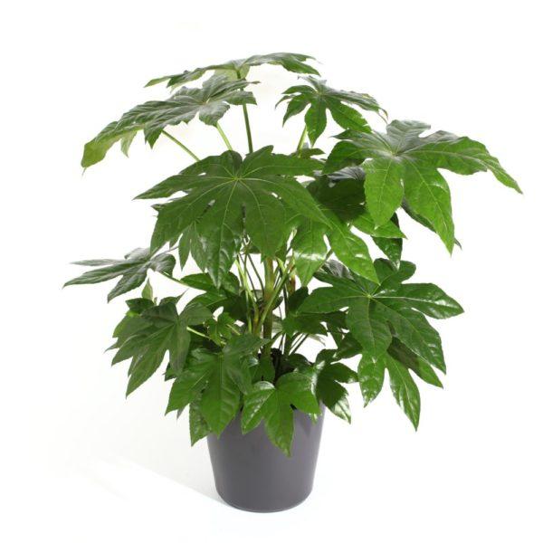 Aralia du Japon