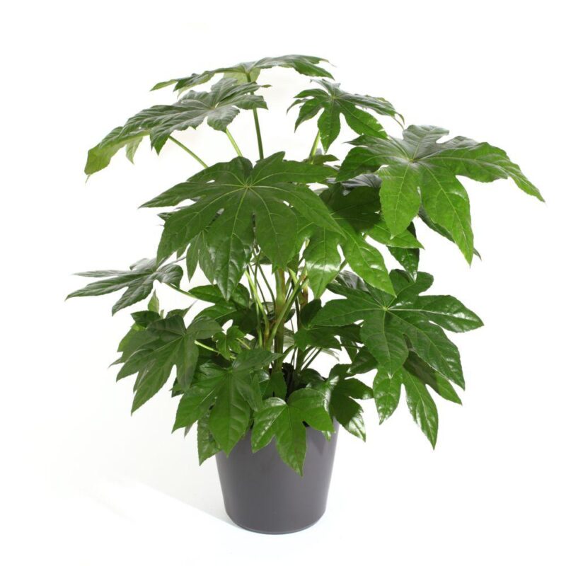 Aralia du Japon- Fatsia