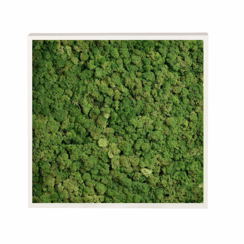 Panneau de mousse naturelle vert foncé et son cadre de montage