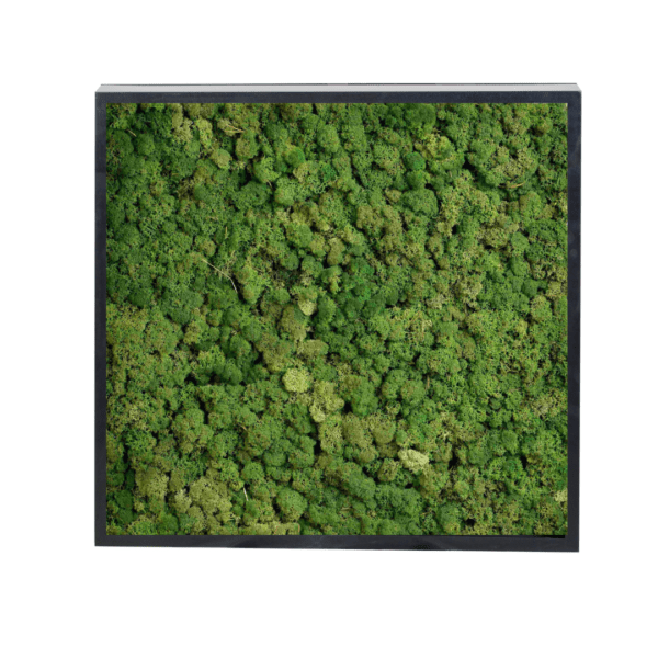 Panneau de mousse naturelle vert foncé et son cadre de montage – Image 2