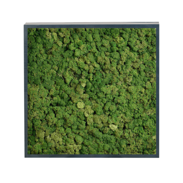 Panneau de mousse naturelle vert foncé et son cadre de montage – Image 3