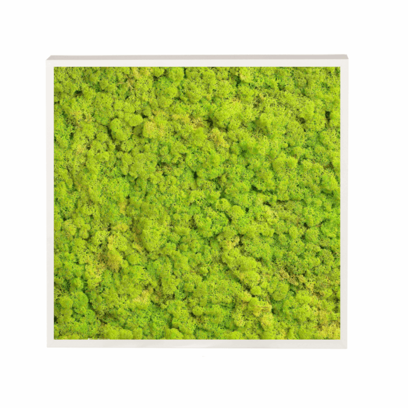 Panneau de mousse naturelle vert lime et son cadre de montage