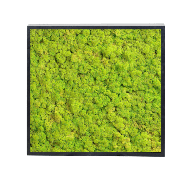 Panneau de mousse naturelle vert lime et son cadre de montage – Image 3
