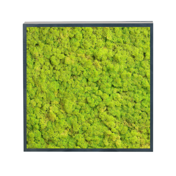 Panneau de mousse naturelle vert lime et son cadre de montage – Image 4