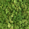 Panneau de mousse naturelle vert moyen et son cadre de montage – Image 4