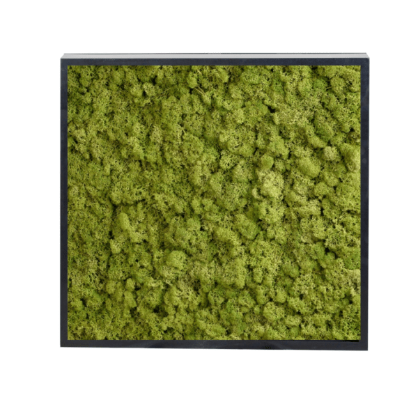Panneau de mousse naturelle vert moyen et son cadre de montage – Image 2