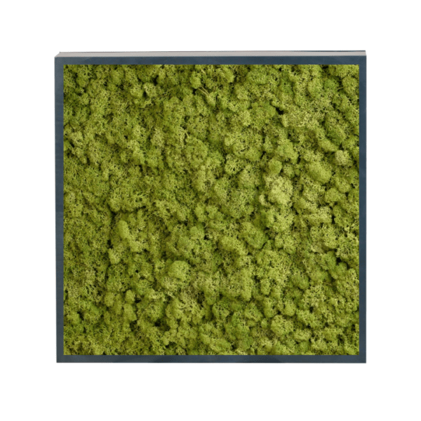 Panneau de mousse naturelle vert moyen et son cadre de montage – Image 3