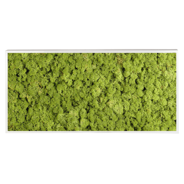 Panneau de mousse naturelle vert moyen et son cadre de montage