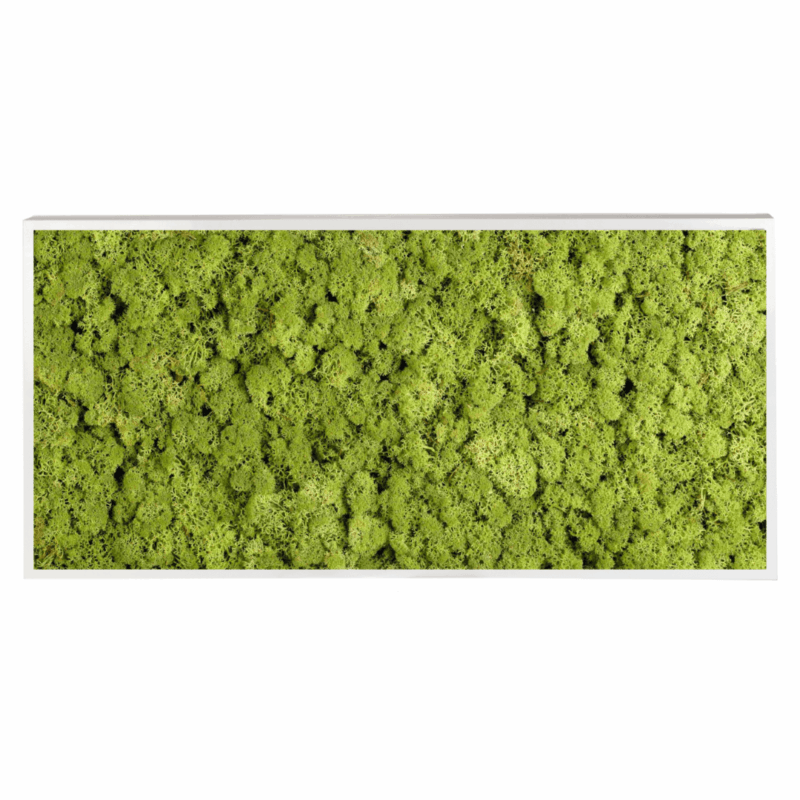 Panneau de mousse naturelle vert moyen et son cadre de montage