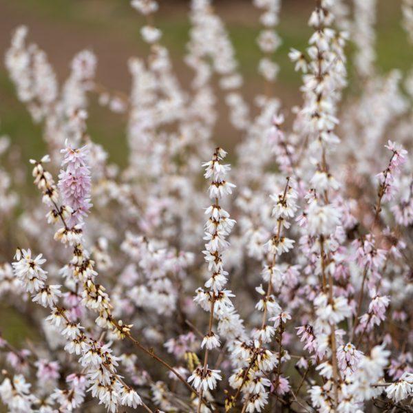 Forsythia blanc de Corée - Abeliophyllum- Bio Le Bourgeon