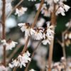 Forsythia blanc de Corée - Abeliophyllum- Bio Le Bourgeon – Image 2