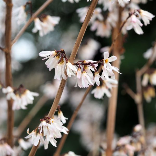 Forsythia blanc de Corée - Abeliophyllum- Bio Le Bourgeon – Image 2