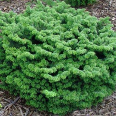 Sapin baumier nain