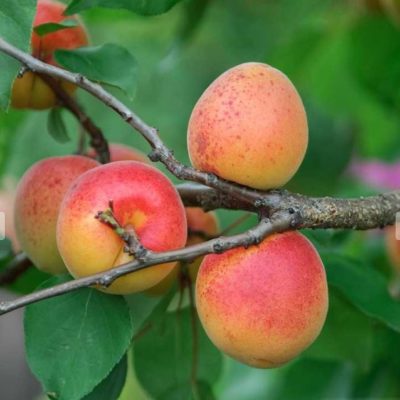 Abricotier demi tige en variétés