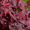 Erable du Japon 'Bloodgood' - Acer- Bio Le Bourgeon – Image 2