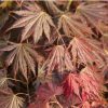 Erable du Japon 'Johin' - Acer shirasawanum- Bio Le Bourgeon
