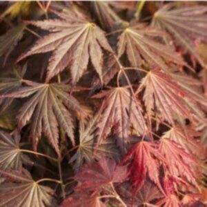 Erable du Japon 'Johin' - Acer shirasawanum- Bio Le Bourgeon