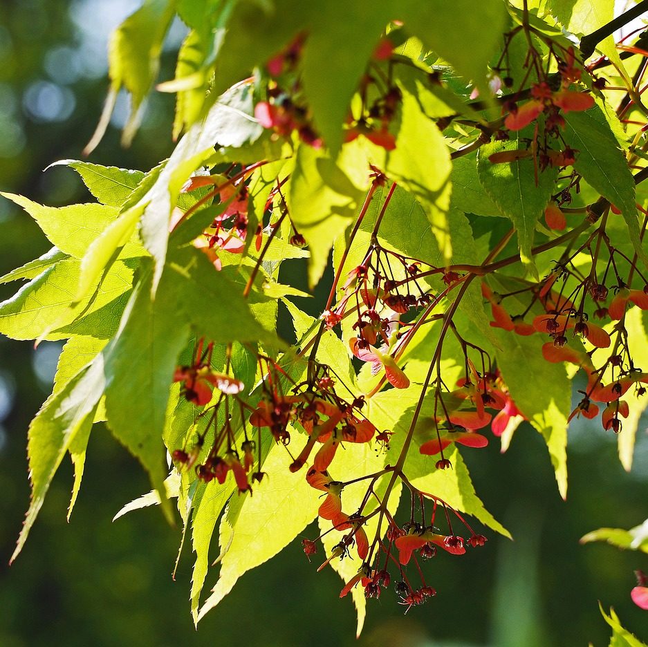 Erable du Japon 'Osakazuki' - Acer