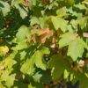 Erable champêtre - Acer- Bio Le Bourgeon