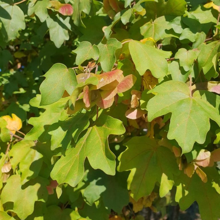 Erable Champ tre Acer Campestre Gardencenter ch