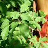 Erable à écorce de papier - Acer griseum- Bio Le Bourgeon – Image 2