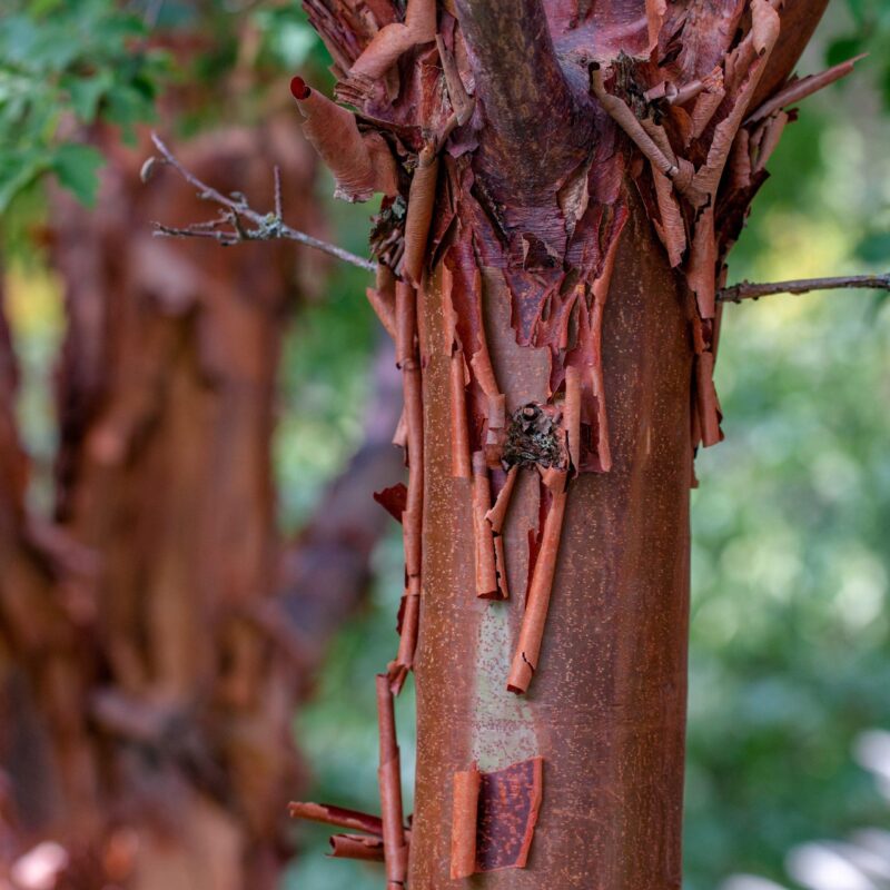 Erable à écorce de papier - Acer griseum- Bio Le Bourgeon