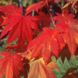 Erable du Japon 'Vitifolium' - Acer japonicum 'Vitifolium'- Bio Le Bourgeon
