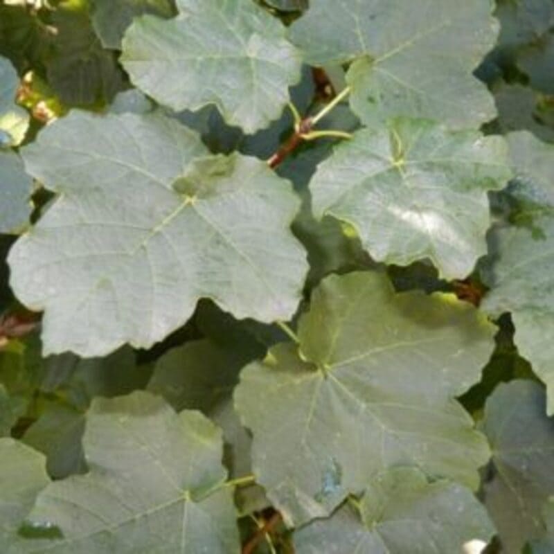 Erable à feuilles d'Obier - Acer