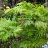 Erable du Japon à feuilles d'Aconite - Acer- Bio Le Bourgeon