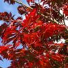 Erable du Japon à feuilles d'Aconite - Acer- Bio Le Bourgeon – Image 2