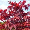 Erable du Japon 'Atropurpureum' - Acer- Bio Le Bourgeon – Image 2