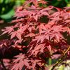Erable du Japon 'Atropurpureum' - Acer- Bio Le Bourgeon