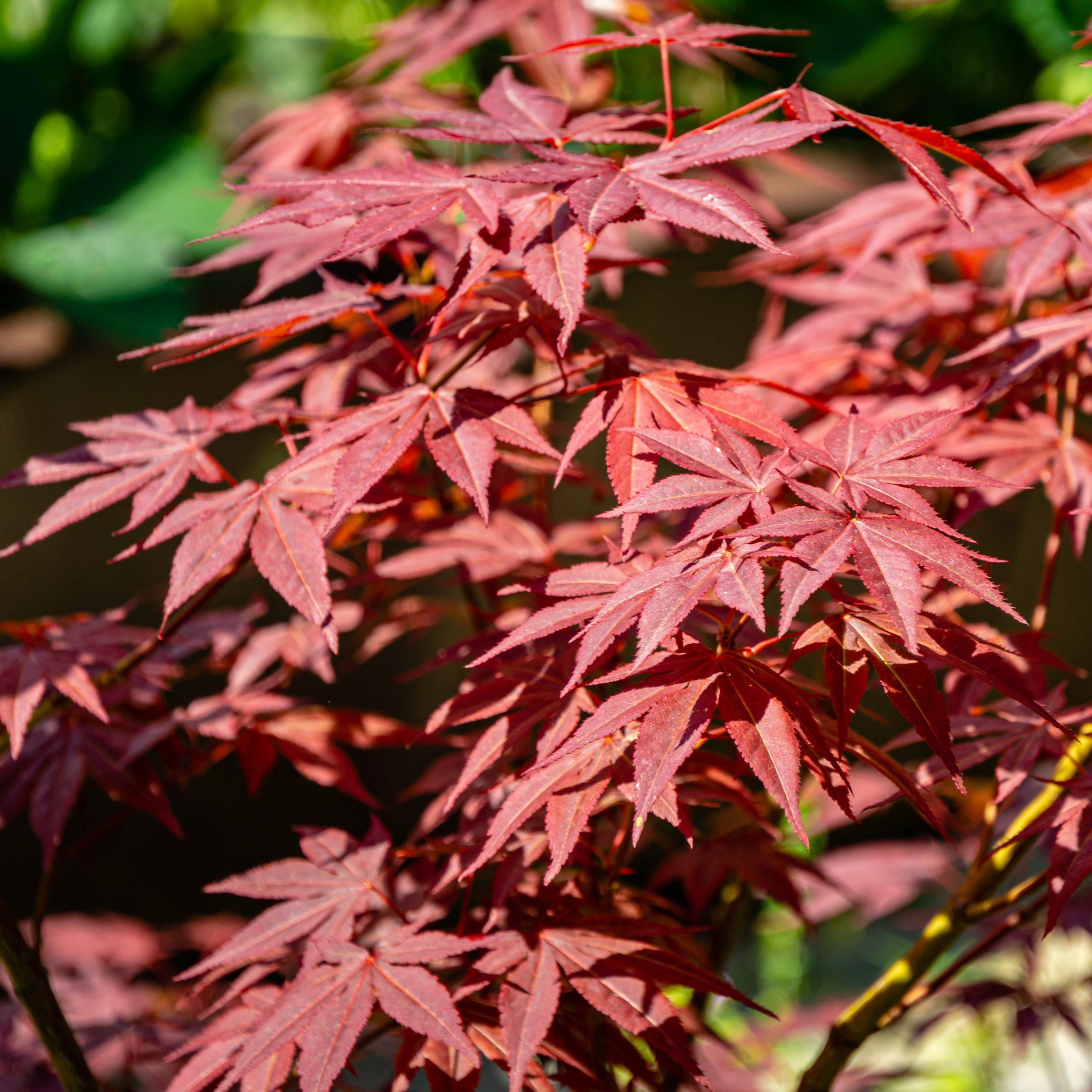 Erable du Japon 'Atropurpureum' - Acer- Bio Le Bourgeon