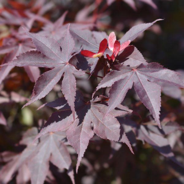 Erable du Japon 'Bloodgood' - Acer- Bio Le Bourgeon