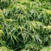 Erable du Japon 'Dissectum' - Acer- Bio Le Bourgeon