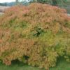 Erable du Japon 'Dissectum' - Acer- Bio Le Bourgeon – Image 2