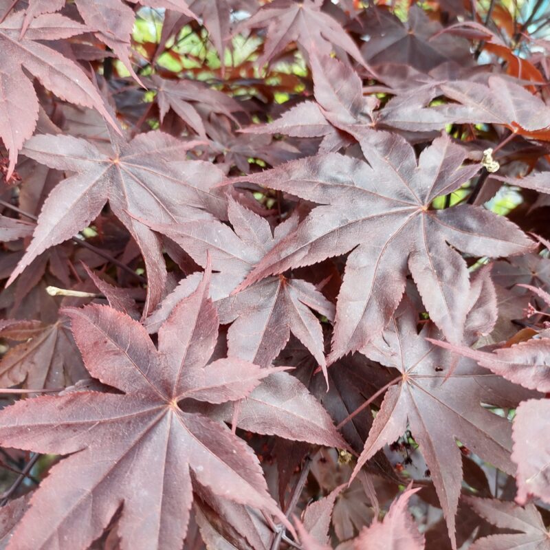 Érable du Japon 'Fireglow' - Acer
