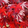 Érable du Japon 'Fireglow' - Acer – Image 2