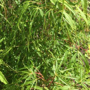 Erable du Japon 'Koto-no-ito' - Acer