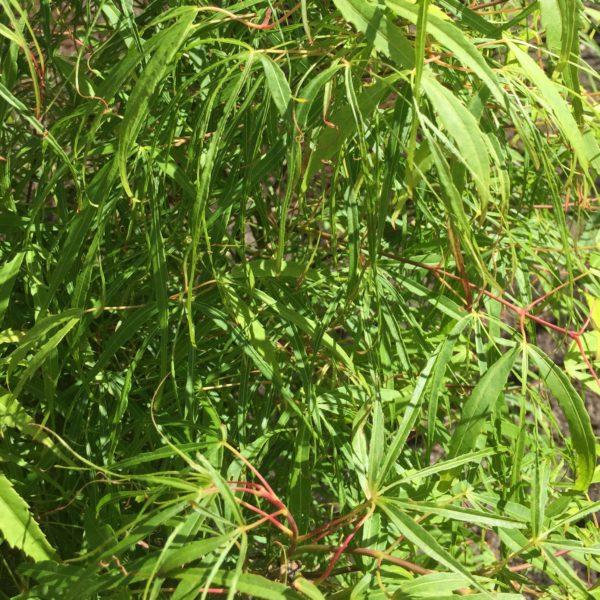 Erable du Japon 'Koto-no-ito' - Acer
