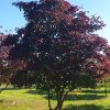 Erable du Japon à feuilles d'Aconite - Acer- Bio Le Bourgeon – Image 3