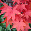 Erable du Japon 'Osakazuki' - Acer – Image 3