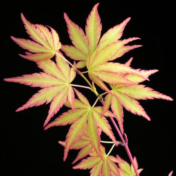 Érable du Japon 'Sangokaku' - Acer – Image 2